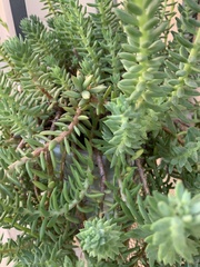 Petrosedum sediforme