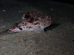 Maxillicosta scabriceps