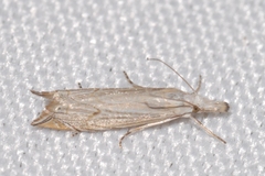 Metacrambus carectellus