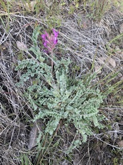 Astragalus inflexus