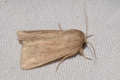 Mythimna congrua