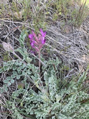 Astragalus inflexus
