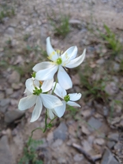 Thalictrum tuberosum