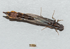 Atractocerus brasiliensis