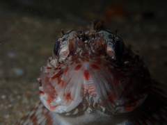 Maxillicosta scabriceps