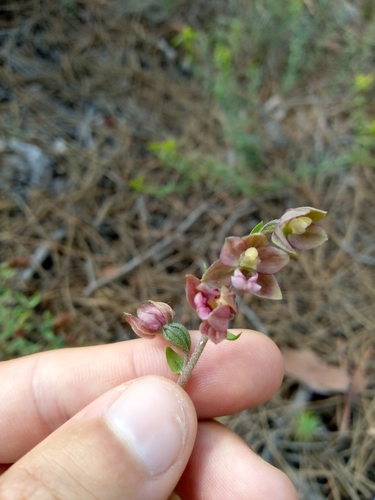 Image of Epipactis lusitanica by (c) Duarte Frade, some rights reserved (CC BY)