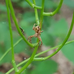 Philodromus aureolus