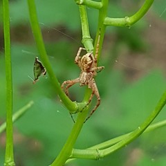 Philodromus aureolus
