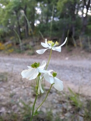 Thalictrum tuberosum
