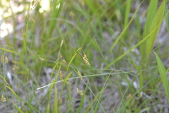 Carex capillaris