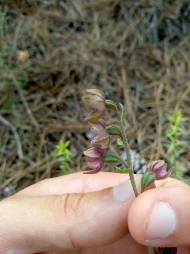Image of Epipactis lusitanica by (c) Duarte Frade, some rights reserved (CC BY)