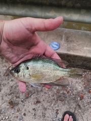 Centrarchus macropterus