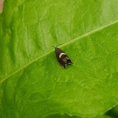 Grapholita discretana