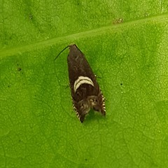 Grapholita discretana