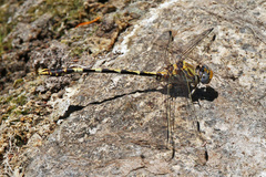 Progomphus borealis
