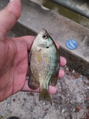 Centrarchus macropterus