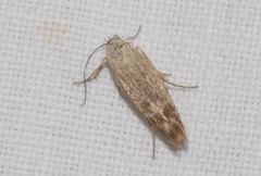 Scythris inertella