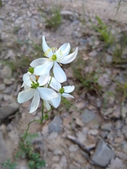 Thalictrum tuberosum