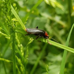Cantharis fusca