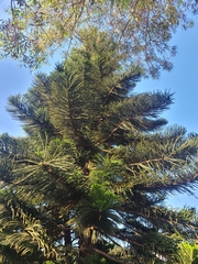 Araucaria