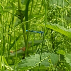 Coenagrion puella