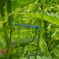 Coenagrion puella