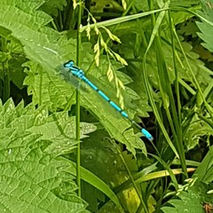 Coenagrion puella