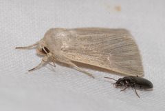 Mythimna congrua
