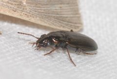Pogonus