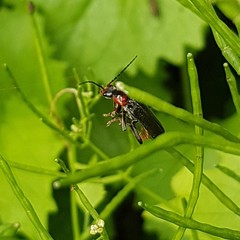 Cantharis fusca