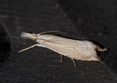 Metacrambus carectellus