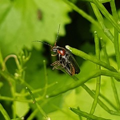 Cantharis fusca