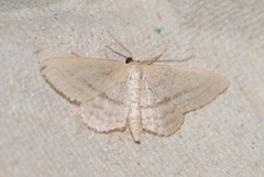 Idaea mediaria