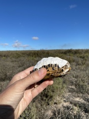 Psammobates geometricus