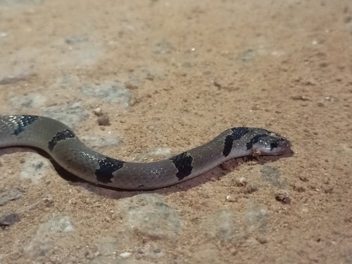 Arnee snake, Oligodon arnensis
