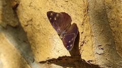 Eunica monima modesta