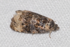 Endothenia gentianaeana