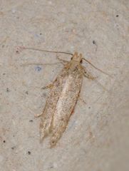 Scrobipalpa salinella