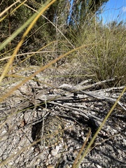 Psammobates geometricus