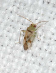 Megalodactylus macularubra