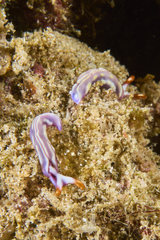 Thuridilla albopustulosa