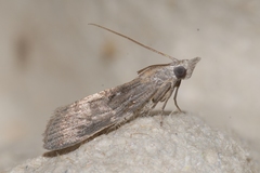 Epischnia asteris