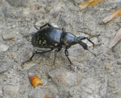 Liparus germanus