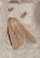 Mythimna congrua