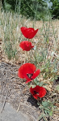 Papaver