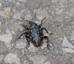 Liparus germanus
