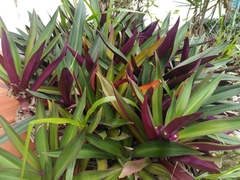 Tradescantia spathacea