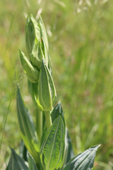 Gentiana lutea