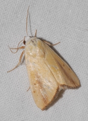 Pardoxia graellsii