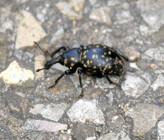 Liparus germanus